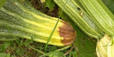 Zašto tikvice počinju da trunu?